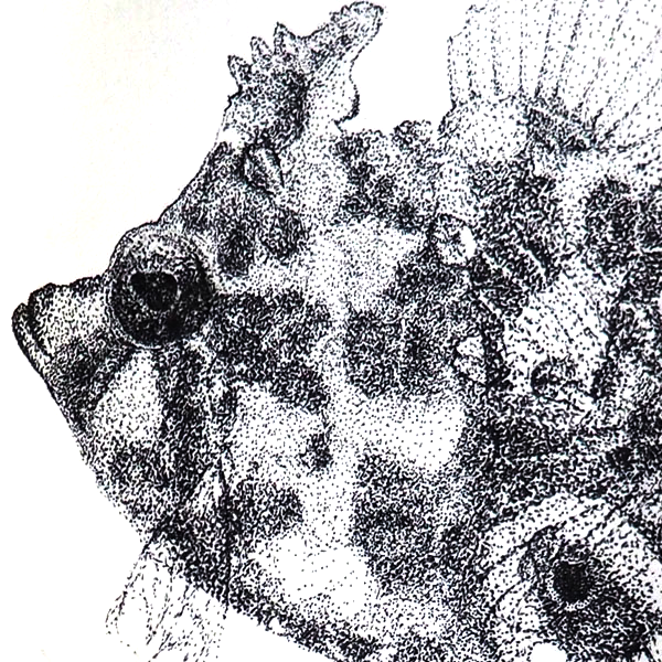 Tentatives aquariophiles