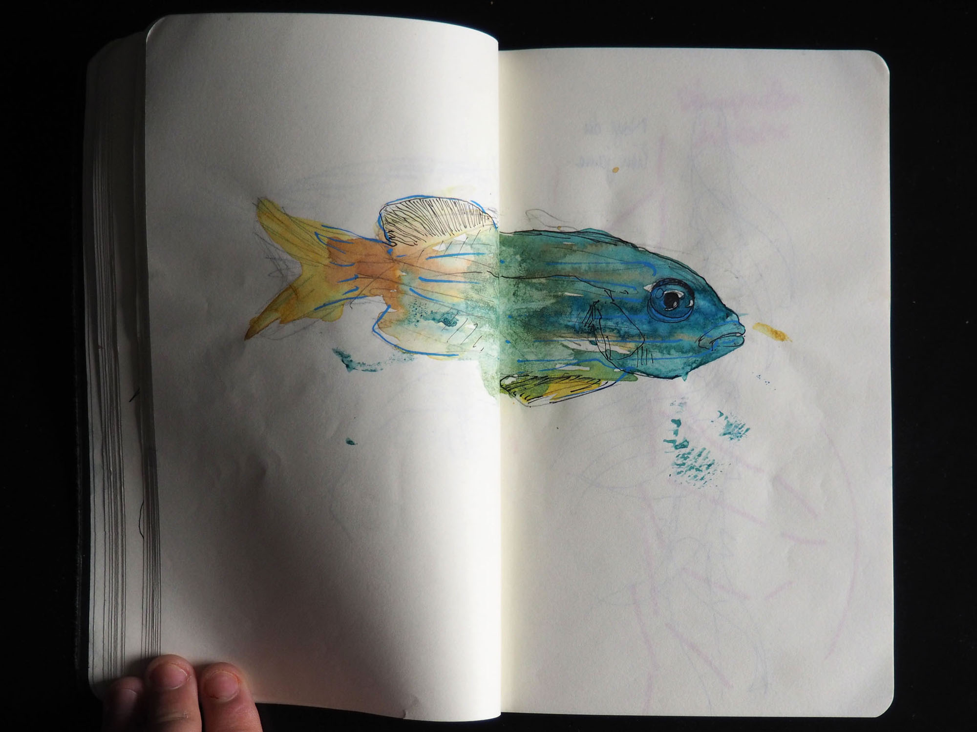 Tentatives Aquariophiles